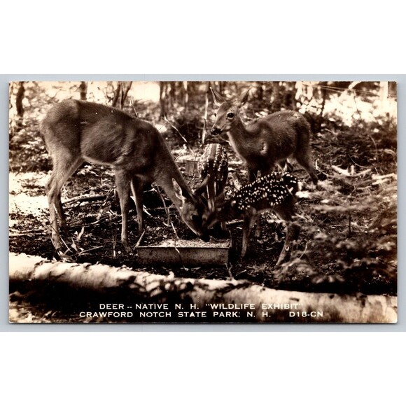 Postcard RPPC Deer Crawford Notch State Park Native N. H. Wildlife Exhibit c1950 - Picture 1 of 6